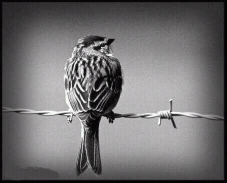 Bird on the barbed wire